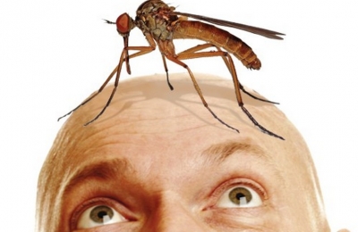 Гомеопатия от укусов насекомых отек thumbnail